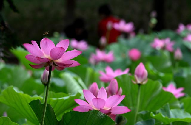 Cina: fiori di loto in estate (2)