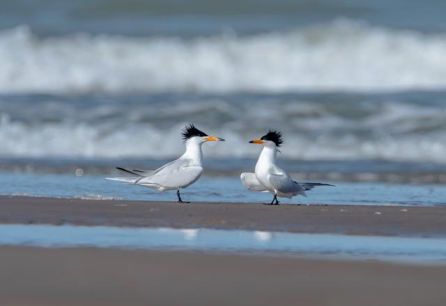 Cina: migliorer&agrave; protezione delle rotte di volo di uccelli migratori