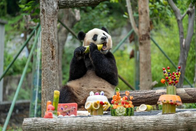 Cina: compleanno del panda gigante nel Sichuan (1)