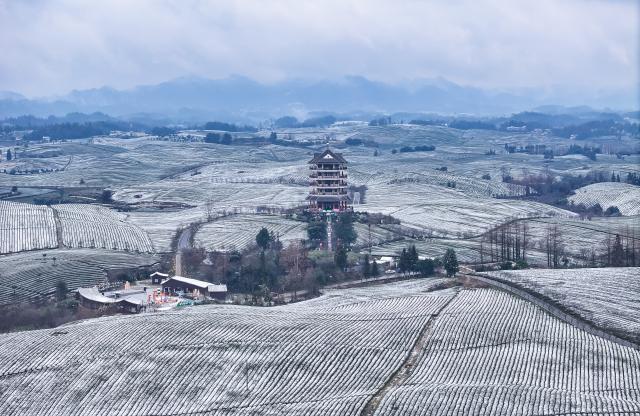 Cina: Guizhou, panorama di piantagioni di t&egrave; innevate a Zunyi (1)