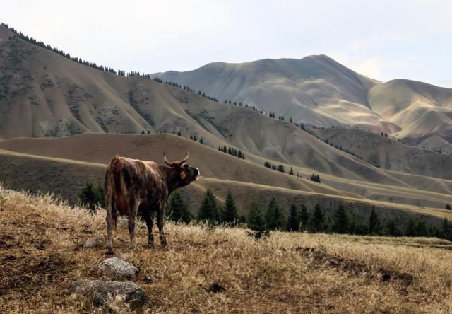 Cina: turismo del ritiro estivo a Wusu nello Xinjiang (1) 