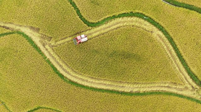 Cina: in corso raccolto autunnale (1)