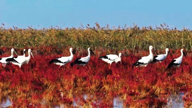 Cina: Shandong, paradiso di biodiversit&agrave; nelle zone umide costiere