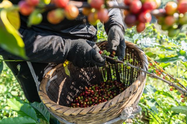 Cina: iniziata nello Yunnan la raccolta delle bacche di caff&egrave; (1)