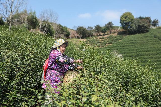 Cina: comincia stagione del raccolto nelle piantagioni di t&egrave; a Wuyi (1)