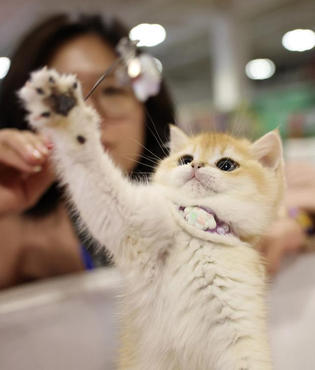 Cina: a Lanzhou apre la fiera degli animali da compagnia (1)