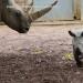Regno Unito, nato un raro cucciolo di rinoceronte bianco: il VIDEO del parto e dei primi passetti al Cotswold Wildlife Park - VIDEO