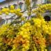 Ecco l'ingresso del Quirinale addobbato con le mimose per la Festa della Donna