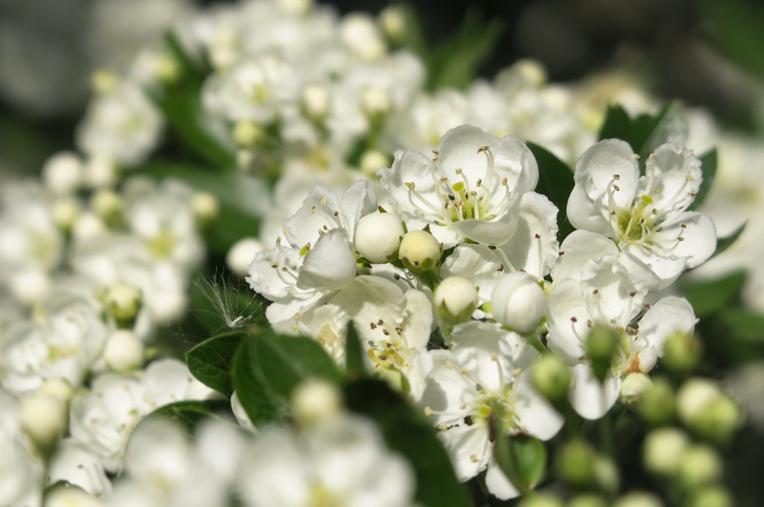 Biancospino (Pixabay)
