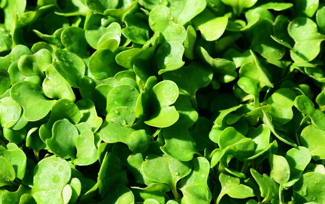 Rucola (Pixabay)