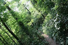Parco delle groane. Fonte: https://live.staticflickr.com/6027/5923813042_b3a74802cf_b.jpg